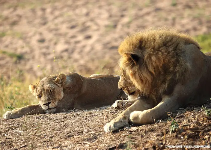 Safari en tierras olvidadas - Iringa - Parque Nacional de Ruaha - Lionne et lion à Ruaha