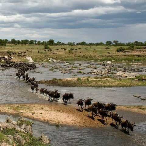 Safari de 9 jours de la Grande Migration des gnous du Serengeti