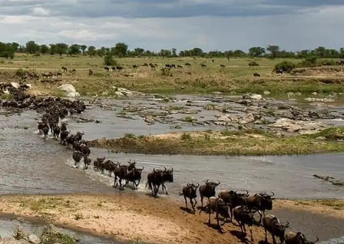 Safari de 9 jours de la Grande Migration des gnous du Serengeti - Grande migration dans le nord du Serengeti (traversée de la rivière Mara) - Photo du jour