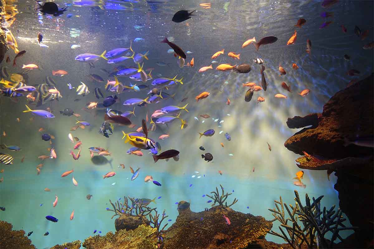 Aquarium de Myajima au Japon