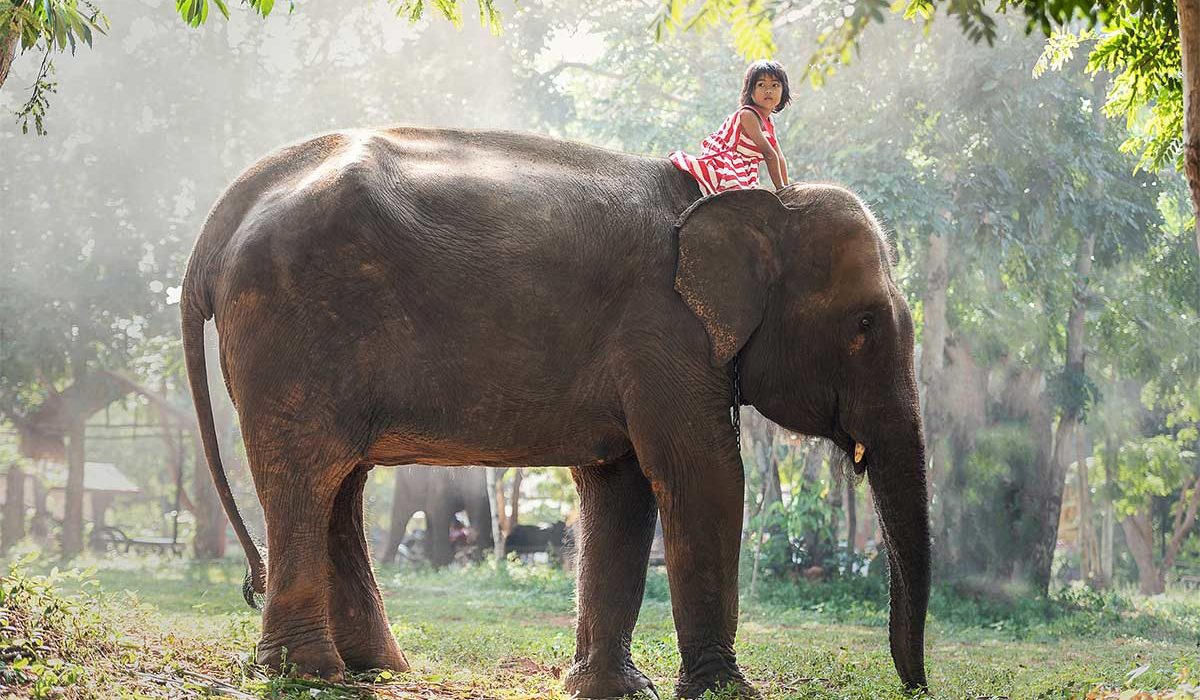 voir des éléphants en thaïlande