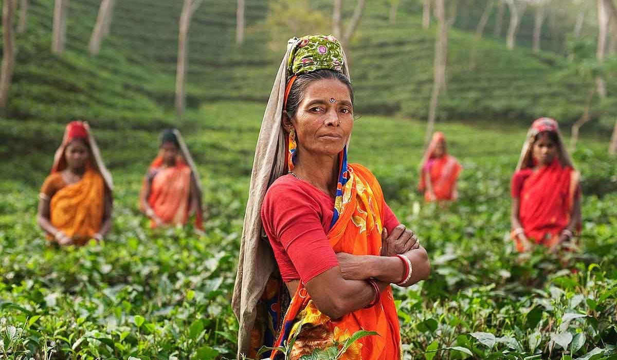 Femmes indiennes dans plantations de thé