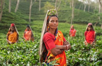 Femmes indiennes dans plantations de thé