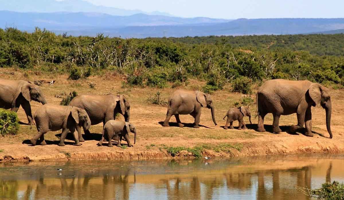 éléphants afrique du sud point d'eau