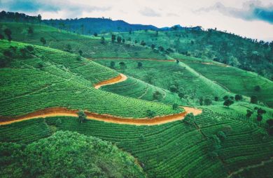 plantation de thé au sri lanka