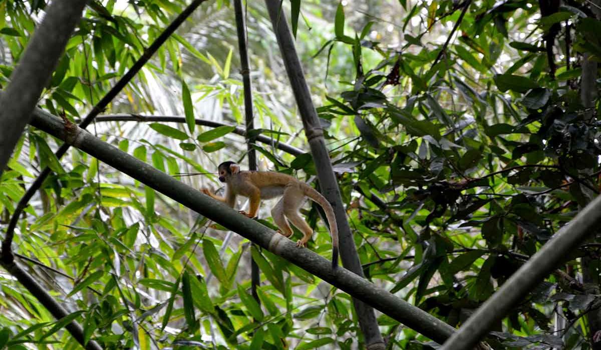 singe dans l'Amazonie bolivienne