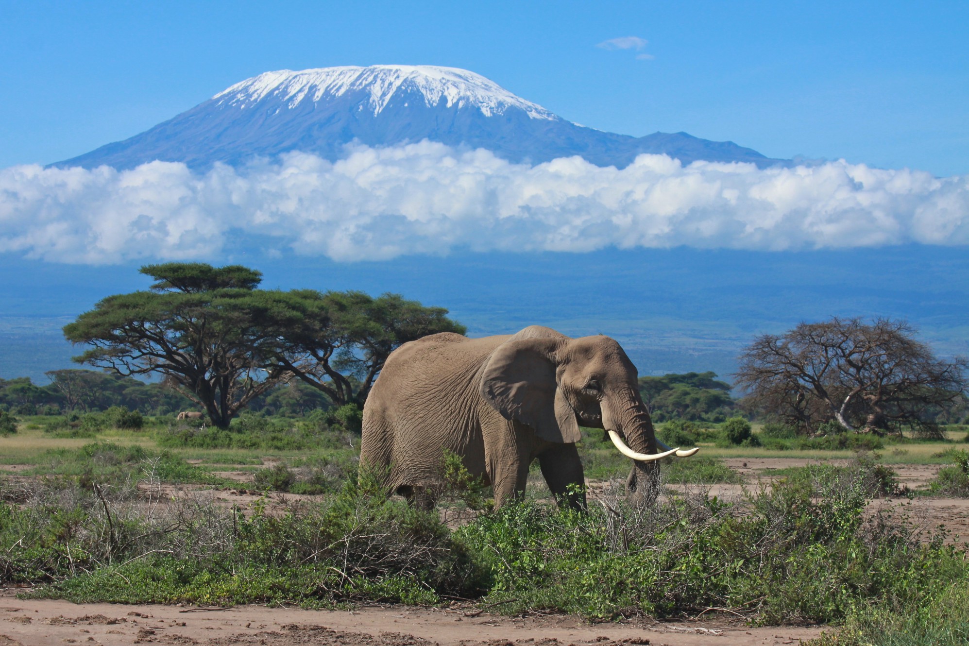 Mount Kilimanjaro in the background