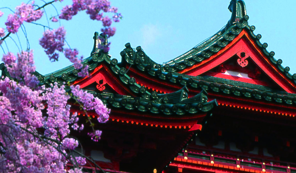 sakura devant un temple