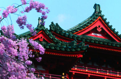 sakura devant un temple