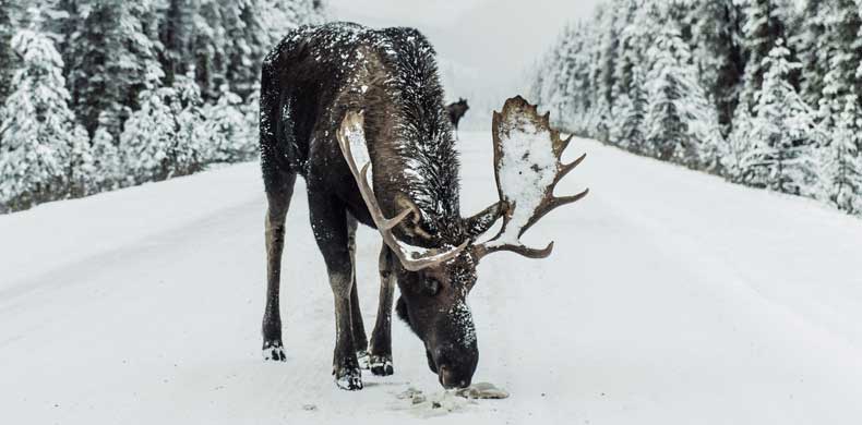 caribou dans la neige à Jasper