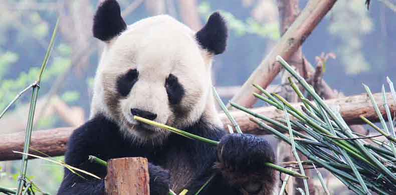 Panda géant au centre de conservation à Chengdu en Chine