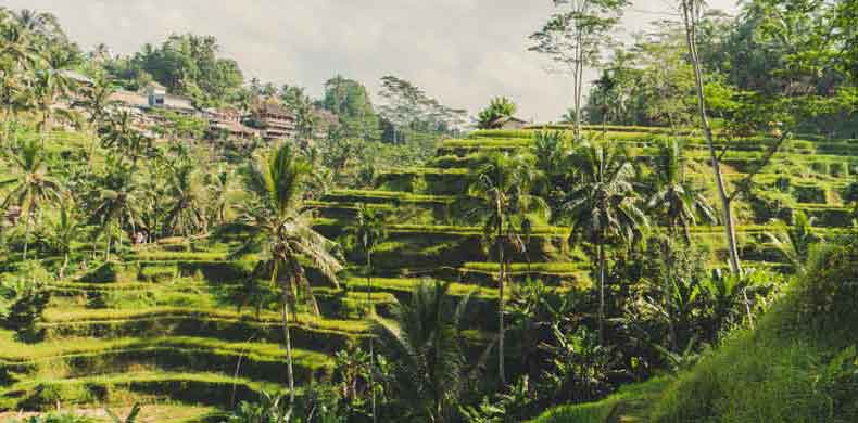 Rizières de Tegallalang à Bali