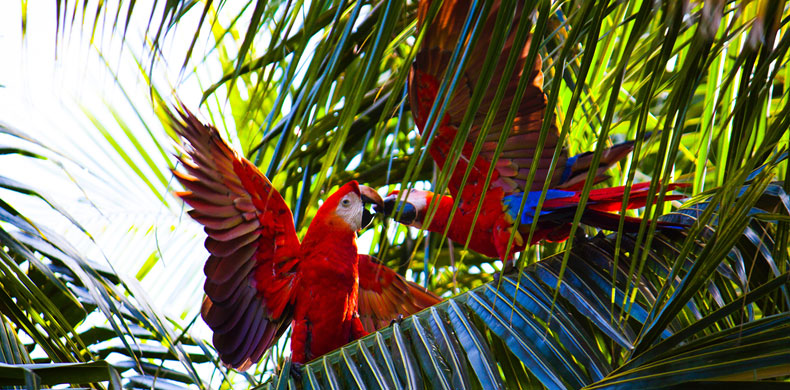 Perroquets multicolores au Nicaragua