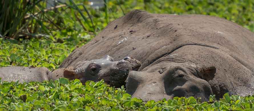 Hippopotames en Tanzanie dans le parc du Serengeti