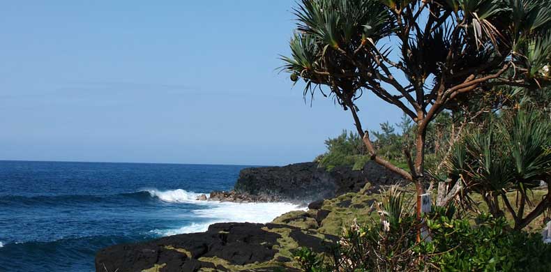Côte volcanique et pin" Vacoa" typique de l'île