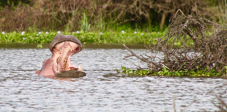 Hippopotame dans le lac Naivasha au Kenya