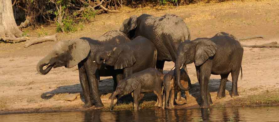 Parc national de Chobe au Botswana, famille d’éléphants