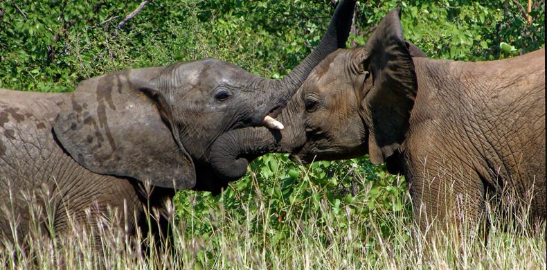 Elephants Parc Kruger Afrique du Sud