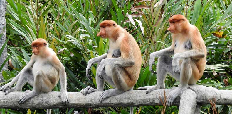 singes nasiques dans la mangrove de Balikpapan à Bornéo
