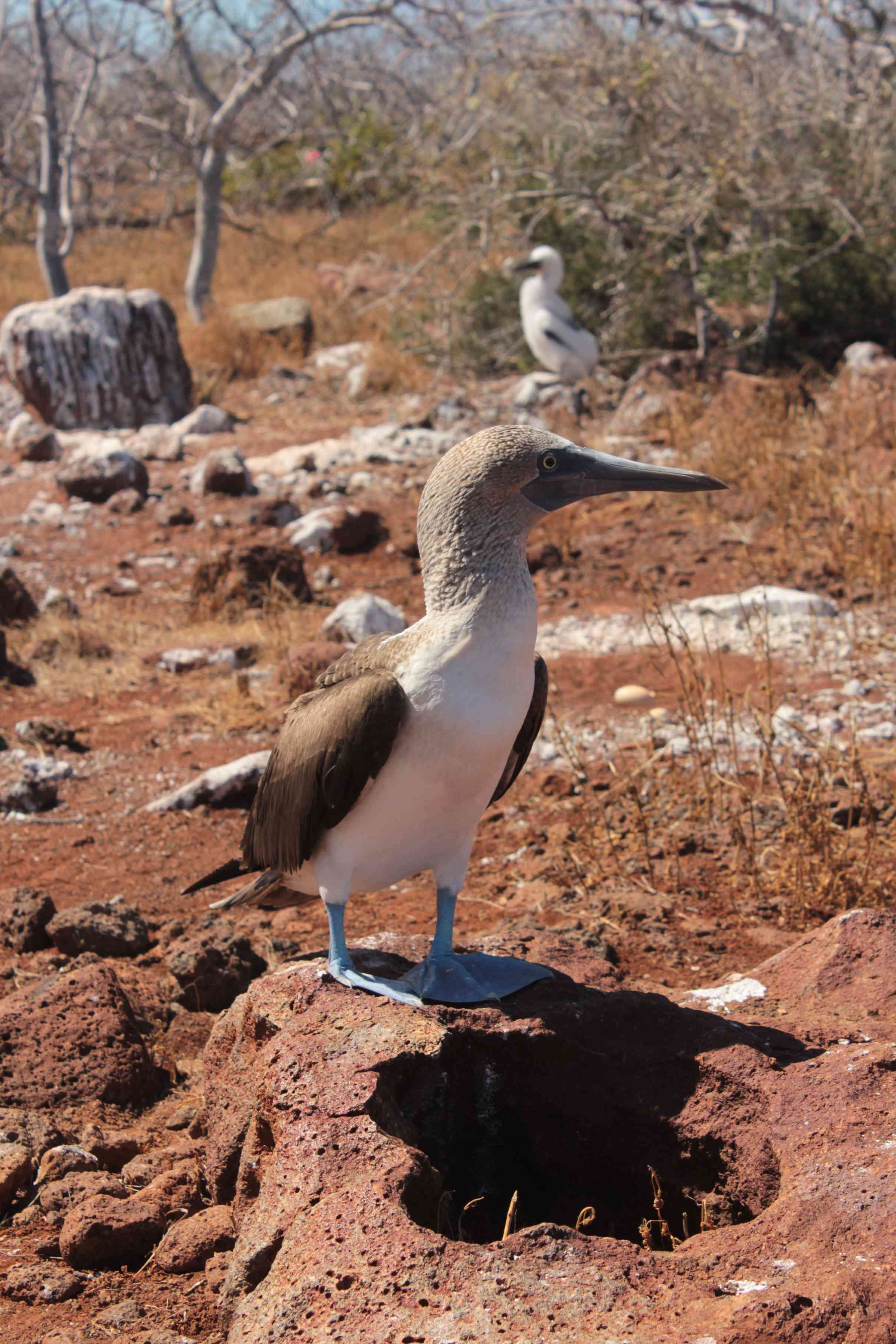 Les fous à pattes bleues, l'une des grandes attractions des îles Galapagos.
