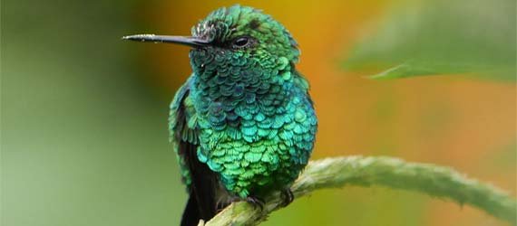 Humming bird, Equator