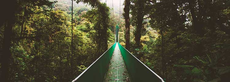 Un pont entouré de forêts