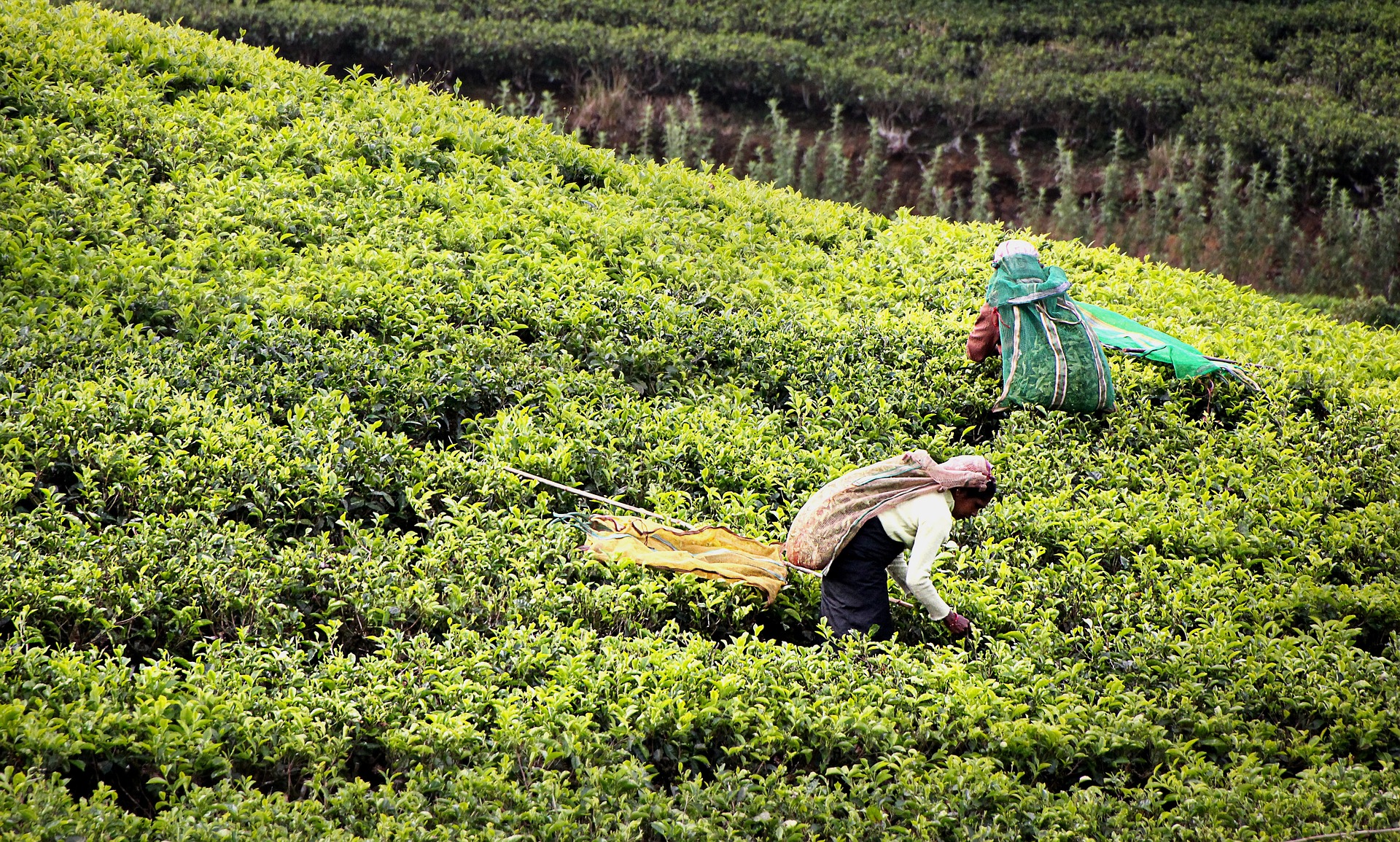 Récolte de thé plantation
