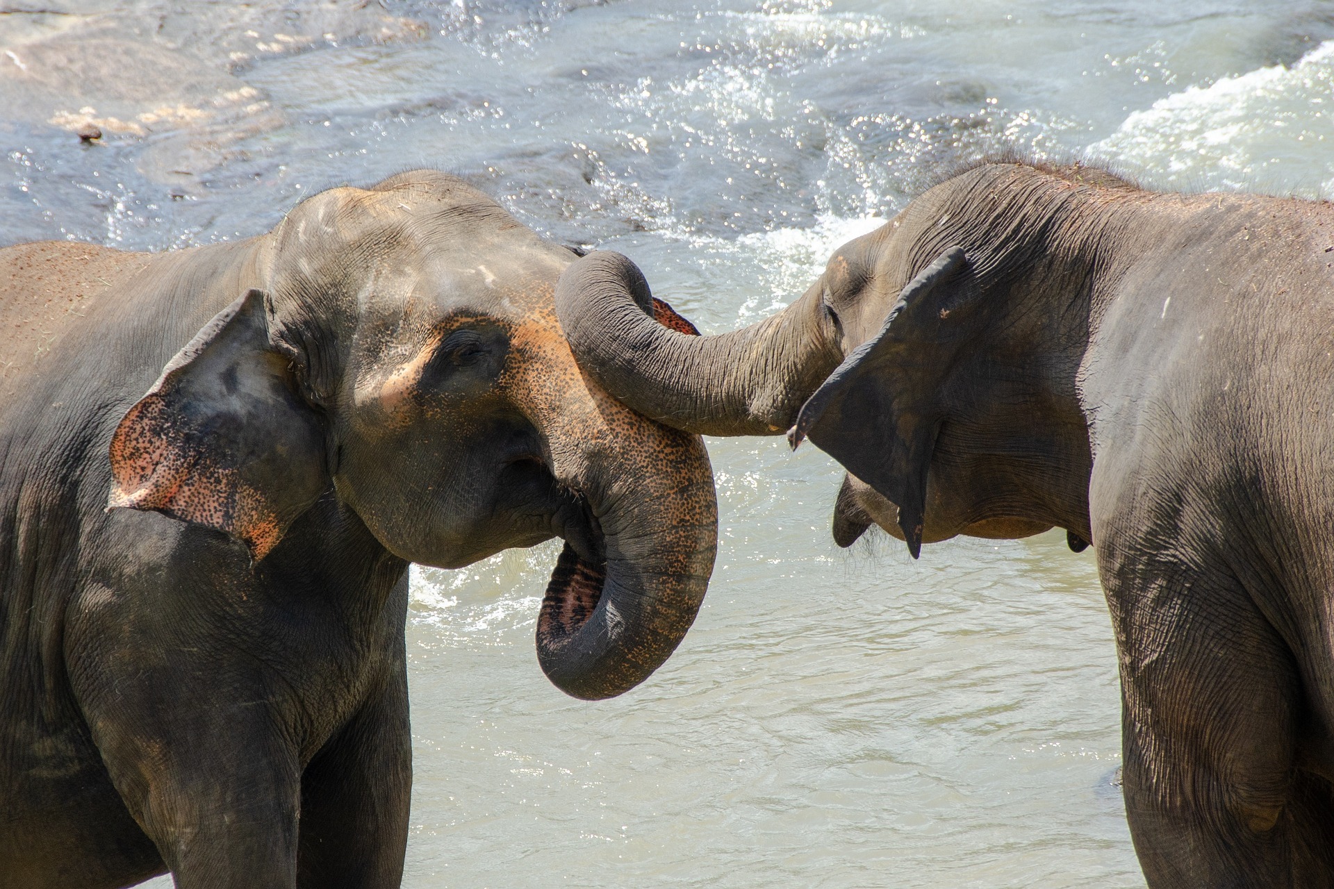 l'éléphants Sri Lanka