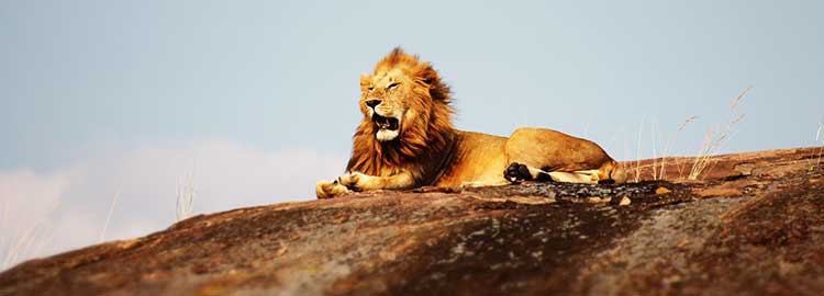 lion couché dans le Seregenti en Tanzanie