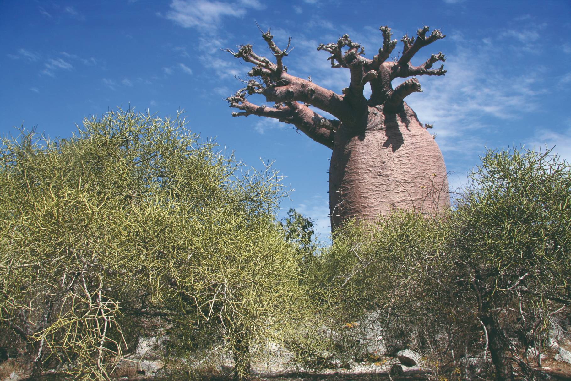 Baobab près d'Andavadoaka