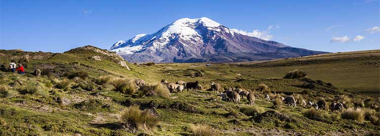 Le volcan Chimborazo avec des moutons