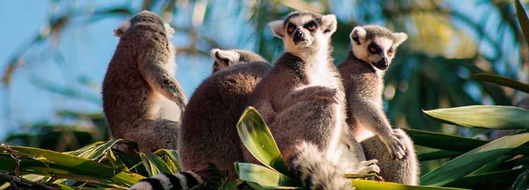 Une famille de lémuriens sur un arbre