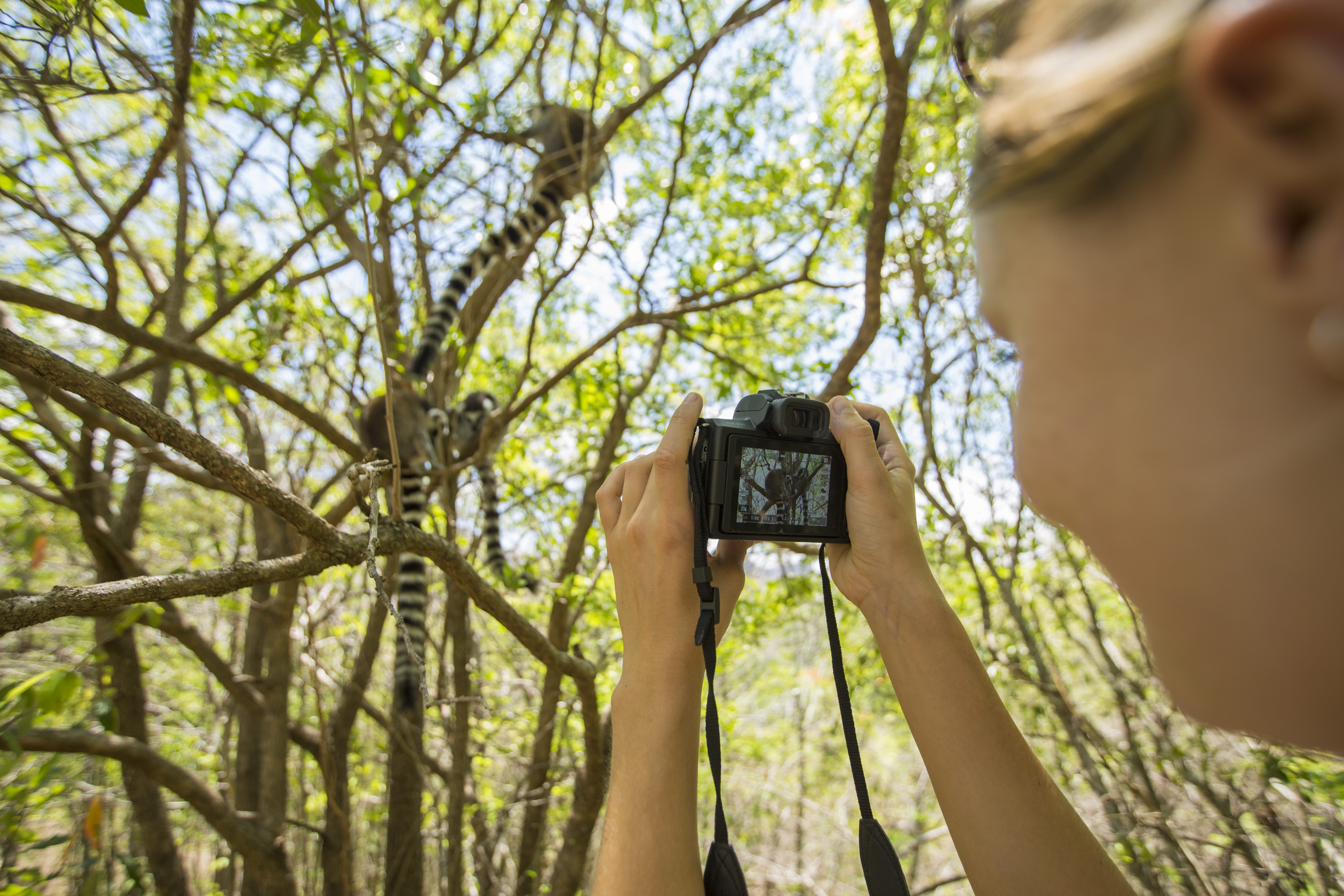 lémurien dans un arbre à Madagascar