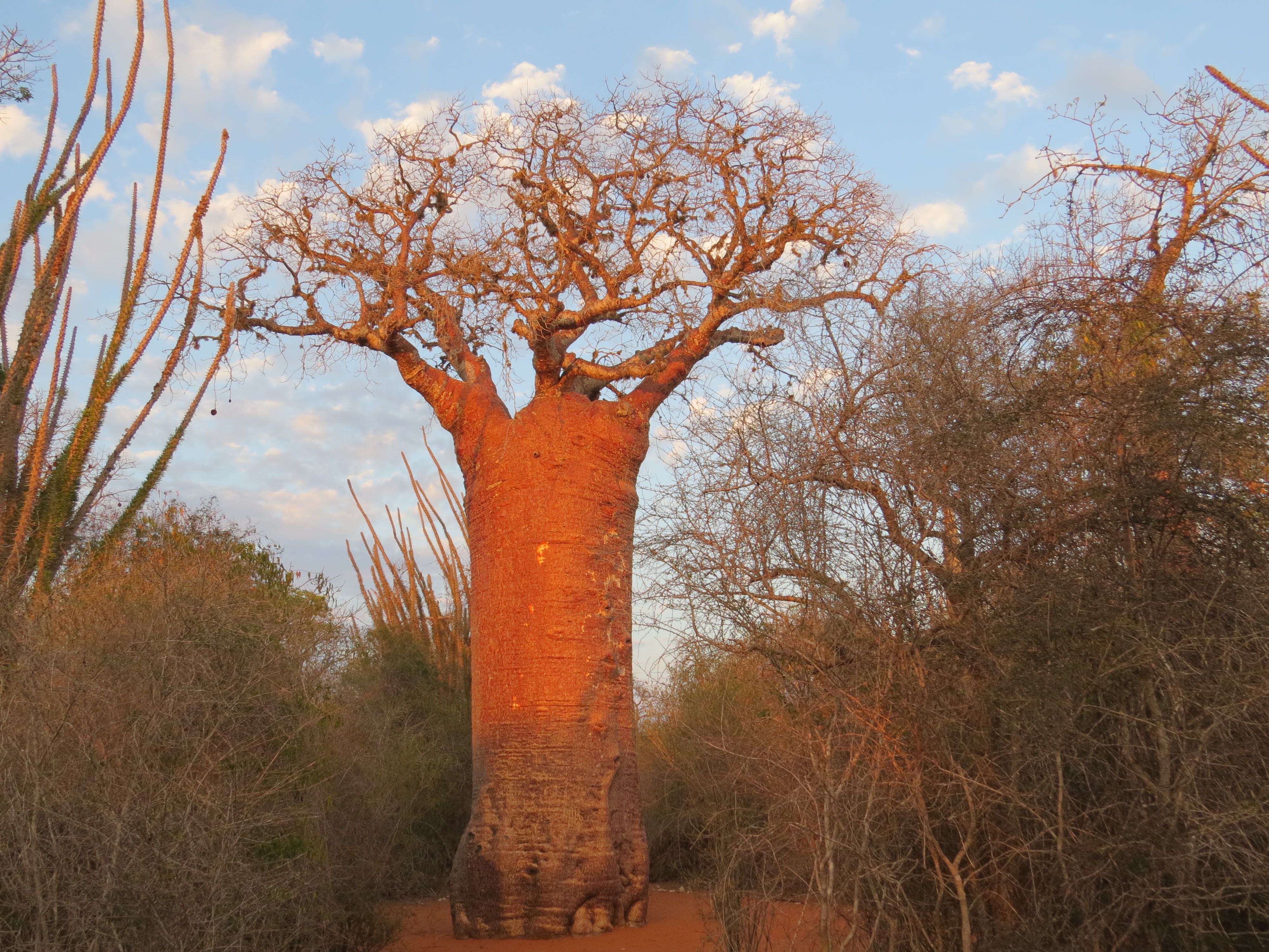 baobabs Madagascar
