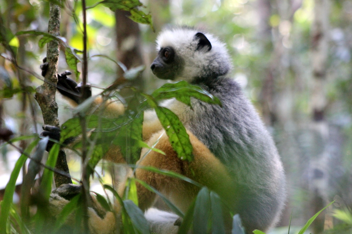 Grand Lemurien de Madagascar