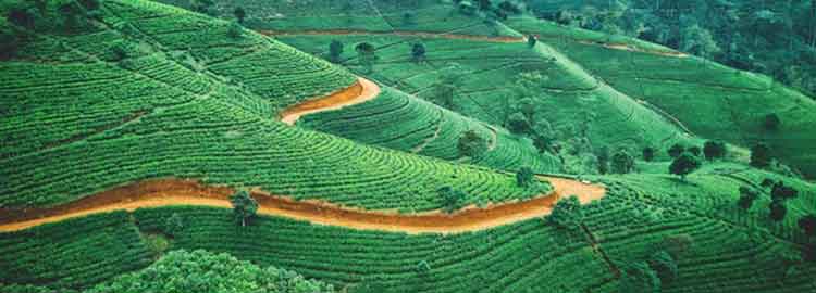 Vue panoramique des plantation de thé à Newura Eliya