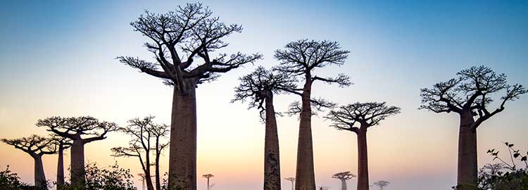 Vue sur les baobabs