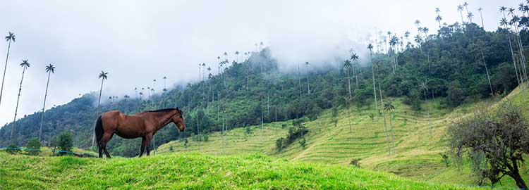 cheval dans la vallée de Cocora en Colombie