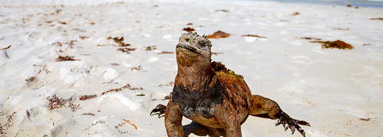Un iguane main sur la plage aux Galapagos