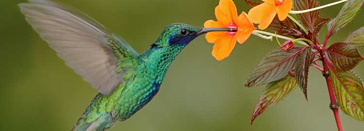 Un colibri vert et bleu se nourrissant d'une fleur