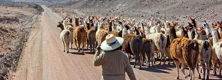 Des lamas à San Pedro de Atacama