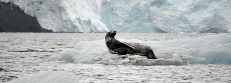 Un léopard de mer sur un glacier en Antarctique