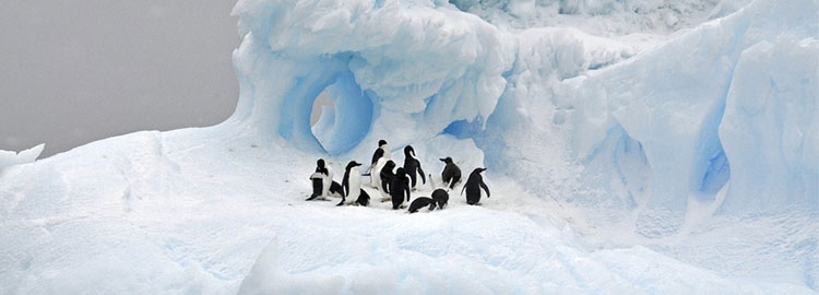 Des pingouins sur une glace en Antarctique