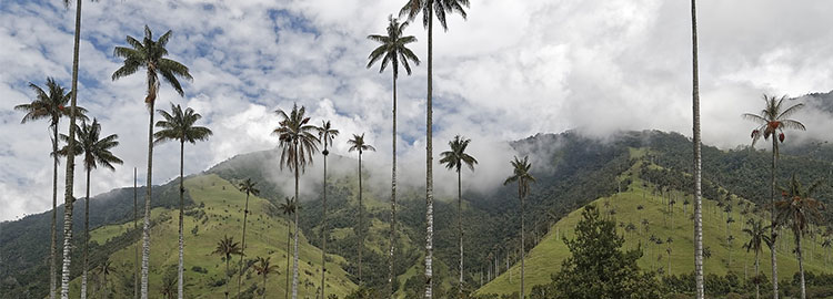 Vue panoramique de la vallée de Cocora