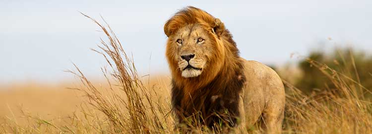 Un lion de la réserve Masai Mara