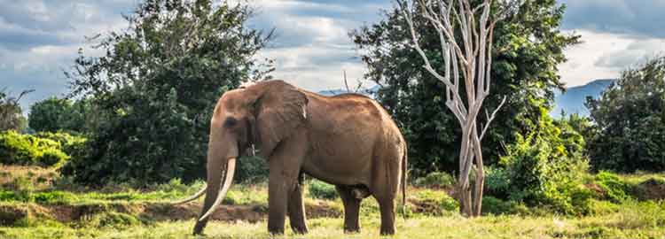 Un éléphant au Par National de Tsavo