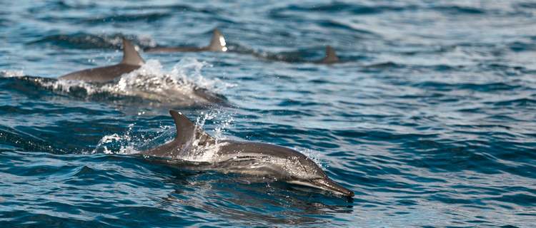 Observation des dauphins au Sri Lanka