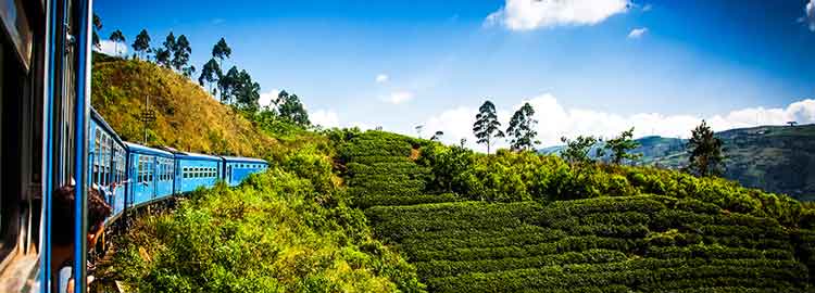 Train reliant Nuwara Eliya à Kandy avec vue sur les plantations de thé
