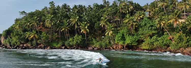 Un surfeur sur la plage de Mirissa avec des palmiers à l'arrière
