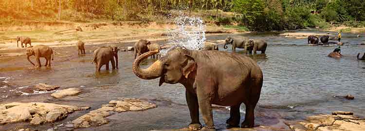 Des éléphants se baignant